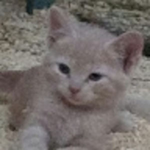 Meet your Posher, Welcome to